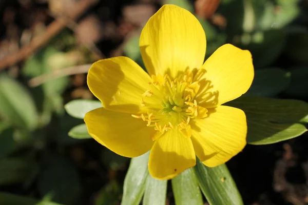 Красивий Жовтий Квітка Голова Aconites Завод — стокове фото