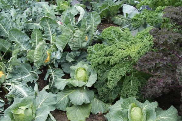 Ein Gartengrundstück Mit Sehr Gesunden Gemüsepflanzen — Stockfoto