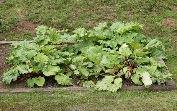 Bir Bahçe Arsa Rhubarb Bitkiler Bir Sayı Büyüyen — Stok fotoğraf