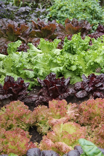 Una Collezione Sana Raccolto Foglie Insalata Mista — Foto Stock