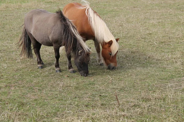 Deux Poneys Des Shetland Broutant Dans Une Prairie Herbeuse — Photo