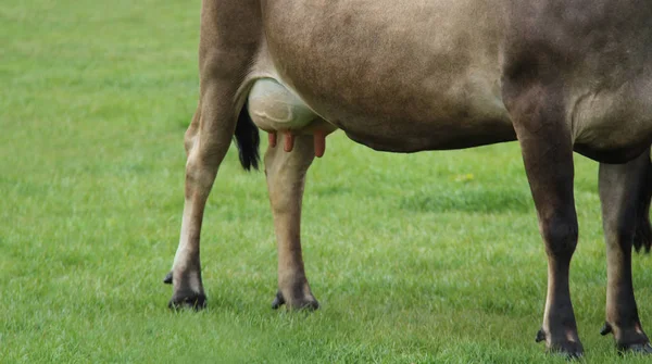 Krowy Mleczne Pełnym Wymiona Polu Łąki Trawy — Zdjęcie stockowe