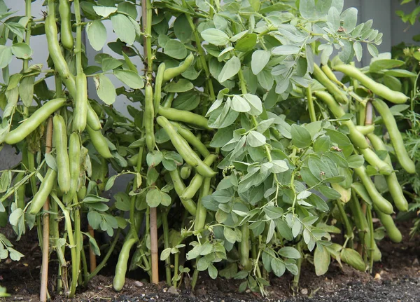 Uma Colheita Plantas Feijão Largo Pronto Para Colheita — Fotografia de Stock