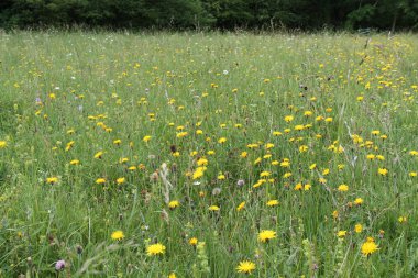 Bir yaz vahşi çiçek çayır üzerinde güzel bir görünüm.