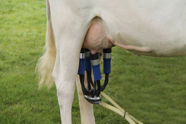 Mobile Cow Milking Machine Being Used Outdoors — Stock Photo, Image
