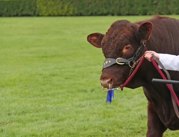 The Head of a Champion Lincoln Red Farm Bull Animal.