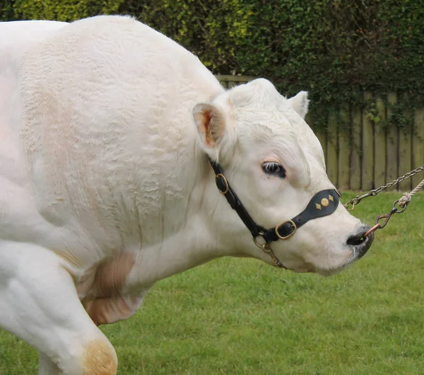 Przód Potężnego Brytyjskiego Blue Farm Bull Animal — Zdjęcie stockowe