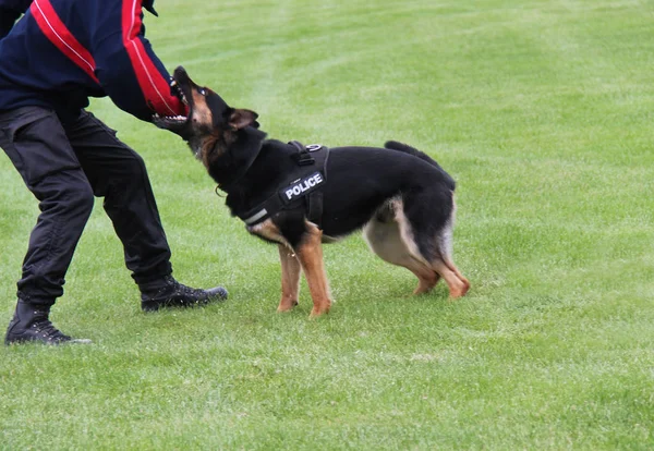 Bir Alsatlı Polis Köpeği Potansiyel Bir Suçlu Yakalama — Stok fotoğraf