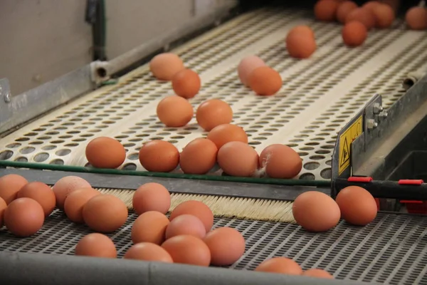 A Transfer of Farm Eggs Between Collecting Conveyors.