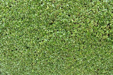 İnce Kesilmiş Yeşil Yaprak Çit bir Arka Plan Görüntüsü.