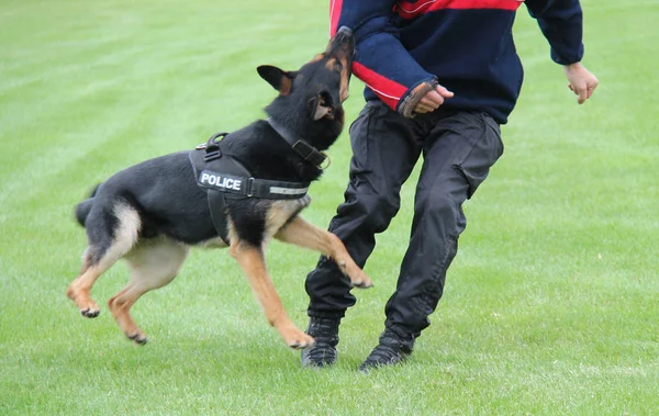 Bir Eğitim Tatbikatında Bir Alsatlı Polis Köpeği — Stok fotoğraf