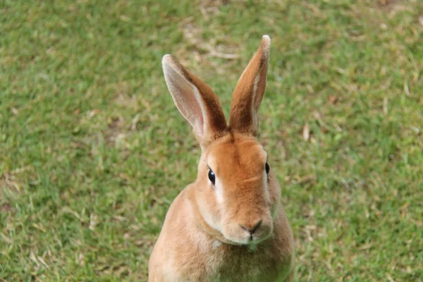Das Gesicht Eines Niedlichen Zahmen Rex Kaninchens — Stockfoto