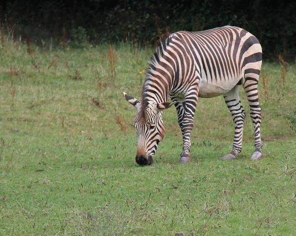 A Mountain Zebra Animal Eating in a Grass Meadow.
