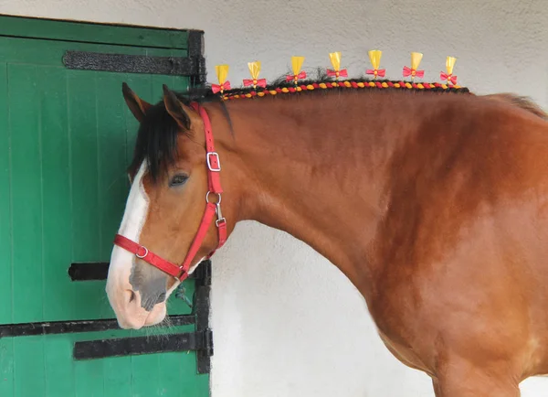 Ribbon Decorated Mane Brown Show Horse — Stok fotoğraf