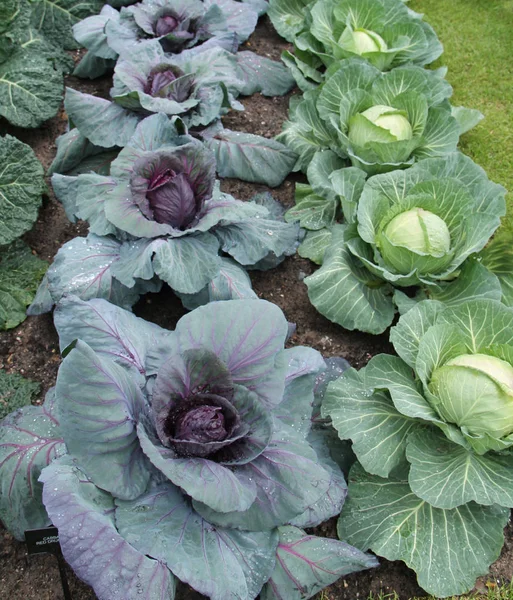 Two Rows Large Garden Red White Cabbages — Stock Photo, Image