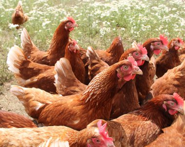 Bir Serbest Yumurta Yumurtlama Tavukları Koleksiyonu.