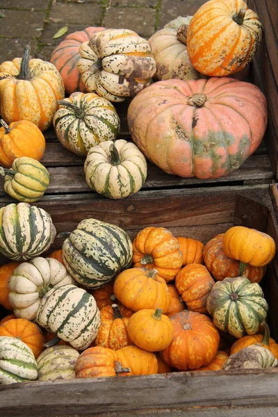 Eine Sammlung Gemischter Farben Und Größen Von Kürbissen — Stockfoto