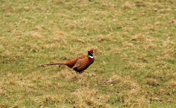 Male Pheasant Bird Standing Grass Meadow — Stock Photo, Image