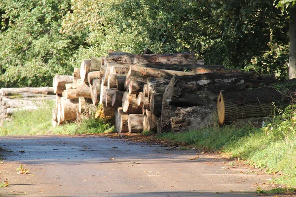 路边等待收集的一堆堆倒下的树木 — 图库照片