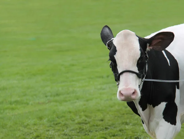 Cabeza Campeón Holstein Vaca Granja Lechera —  Fotos de Stock