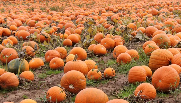 Grande Campo Zucche Arancioni Appena Cresciute — Foto Stock