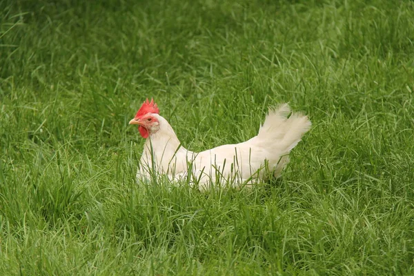 Granjero Cuerno Blanco Pollo Sentó Hierba —  Fotos de Stock