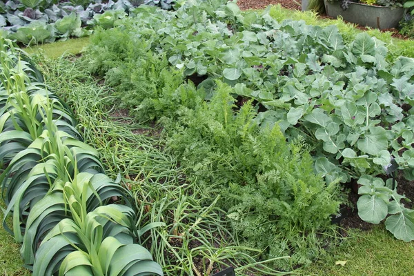 Gesundes Grünes Gemüse Das Auf Einem Schrebergarten Wächst — Stockfoto