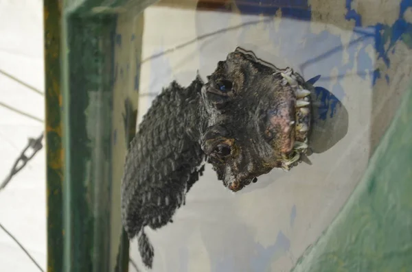 fauna, resim, ortak iguana, iguana, Iguana iguana, pamuklu çubuk, swob, paspas, su aygırı, su aygırı, nehir at, su aygırı amphibius, frilled kertenkele, Chlamydosaurus kingi, panço