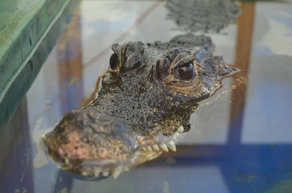 Timsahlar, sürüngen, timsah, Amerikan timsah, fauna, timsah, Nil timsahı, organizma, Amerikan timsah, timsah mississipiensis, Afrika timsah, Nil timsahı, Crocodylus niloticus