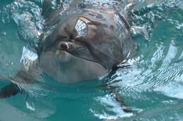 su, memeli, yunus, deniz memelileri, organizma, balinalar yunuslar ve bölgesinde, deniz biyolojisi, yaban hayatı, wholphin, bayağı şişe burunlu yunus, büyük beyaz köpekbalığı, beyaz köpekbalığı, Erkek avcısı, insan yiyen köpek balığı, Carcharodon carcharias, gri balina, gri balina