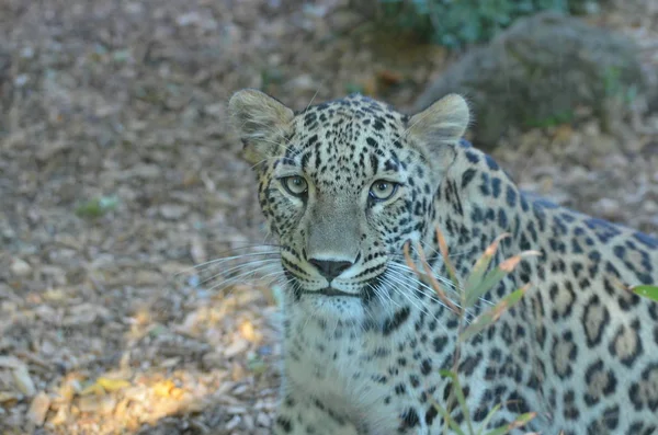 memeli, leopar, yaban hayatı, omurgalılar, fauna, kedi gibi memeli, büyük kediler, jaguar, Hayvanat Bahçesi, safari, leopar, Panthera pardus, jaguar, Panter, Panthera onca, Felis onca, kar leoparı, ons, Panthera uncia, Çita, ozelliklerini, Acinonyx jubatus, kaplan, Panter