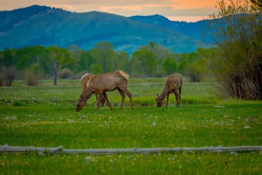Geyik bitki örtüsü orman, Grand Teton Milli Parkı boyunca yeme büyük geyik boynuzu ile açık görünümü