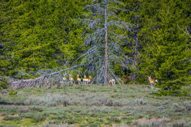 Birçok geyikler güzel güneşli gün, yaz boyunca muhteşem doğa manzarası ile Grand Teton Milli Parkı, Wyoming çam ağaçları, orman içinde otlatma güzel açık görünümü