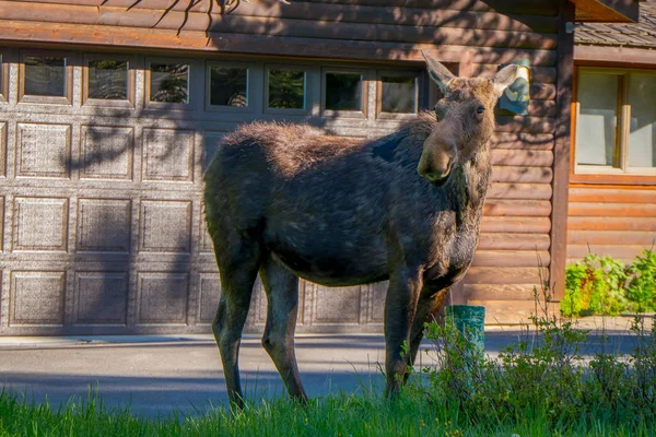 Zewnętrzny widok łosia z duże poroże jedzenie roślinności wzdłuż lasu Grand Teton National Park — Zdjęcie stockowe