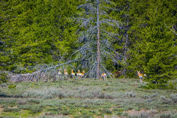 Beautiful outdoor view of many deers grazing inside of the forest at gorgeous nature landscape with pine trees in the Grand Teton National Park, Wyoming during gorgeous sunny day at summer — Stock Photo, Image