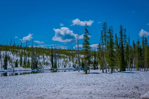 Vista esterna della foresta ghiacciata, pino parzialmente coperto di neve e fiume che scorre nel Parco Nazionale di Yellowstone, in splendida giornata di sole — Foto Stock