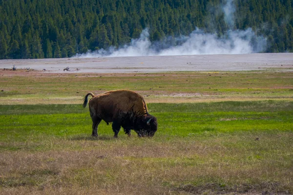 Vista ao ar livre de enorme animal de bisonte pastando o pasto no parque nacional de Yellowstone, Wyoming — Fotografia de Stock