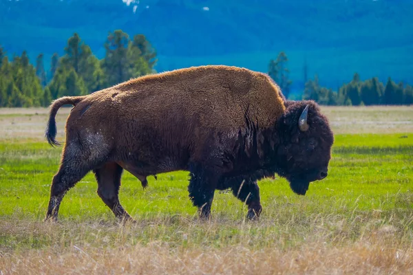 Bisão pastando o pasto no parque nacional de Yellowstone, Wyoming — Fotografia de Stock