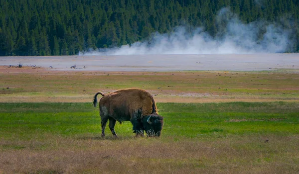 Vista ao ar livre de enorme animal de bisonte pastando o pasto no parque nacional de Yellowstone, Wyoming — Fotografia de Stock