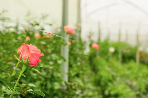 Beautiful single pink rose flower in garden greenhouse in Ecuador