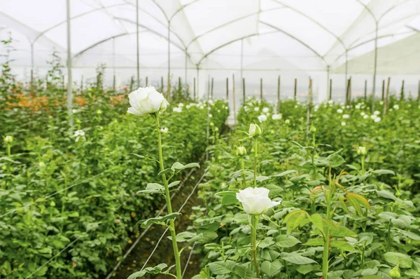 Indoor view of large group of white flowers plantation in a greenhouse in Ecuador