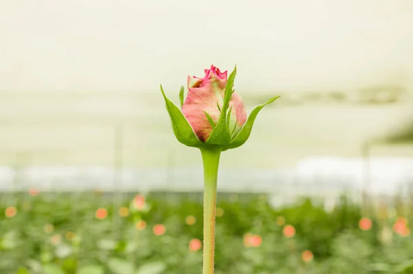 Beautiful single pink rose flower in garden greenhouse in Ecuador