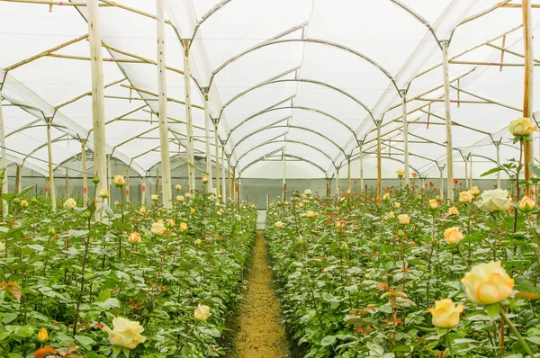 Many white roses on greenhouses, production and cultivation of flowers — Stock Photo, Image