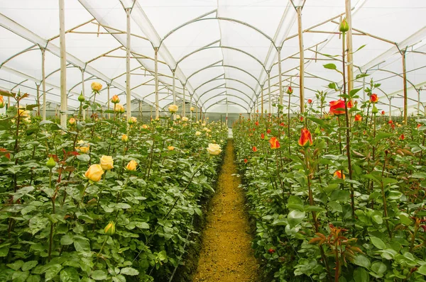 Inomhus utsikt över vackra vita och röda rosor på växthus, produktion och odling av blommor — Stockfoto