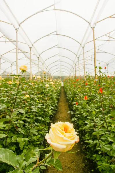 Vacker enkel vit ros blomma i trädgård växthus i Ecuador — Stockfoto