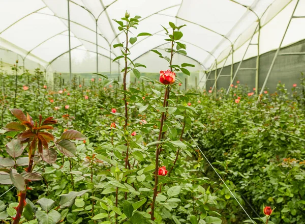 Beautiful single red rose flower in garden greenhouse in Ecuador