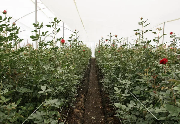 Vacker inomhus utsikt över stor grupp röda ros blommor plantage i ett växthus i Ecuador — Stockfoto