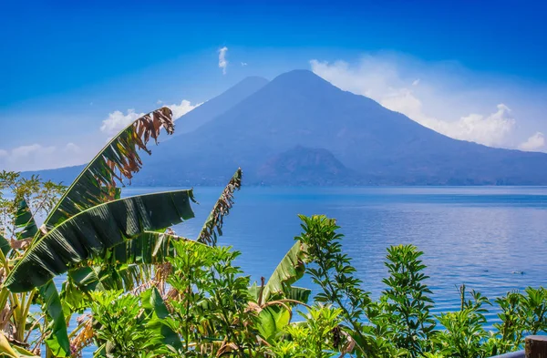 Close up de plantas amarelas coloridas árvore com uma vista gorgeus do Lago Atitlan, é o lago mais profundo em toda a América Central, com profundidade de cerca de 340 metros, com vulcão no fundo — Fotografia de Stock