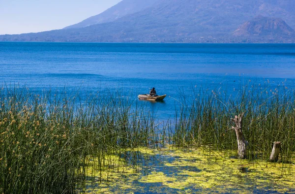 Vista ao ar livre de plantas totora acuáticas na fronteira do lago, com pescador não identificado em um pequeno barco no Lago Atitlan, com vulcão San Pedro em fundo — Fotografia de Stock