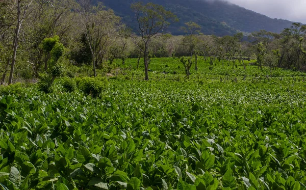 A tobacco plantation with and active volcano in the background on the island of Ometepe, Nicaragua — Stock Photo, Image